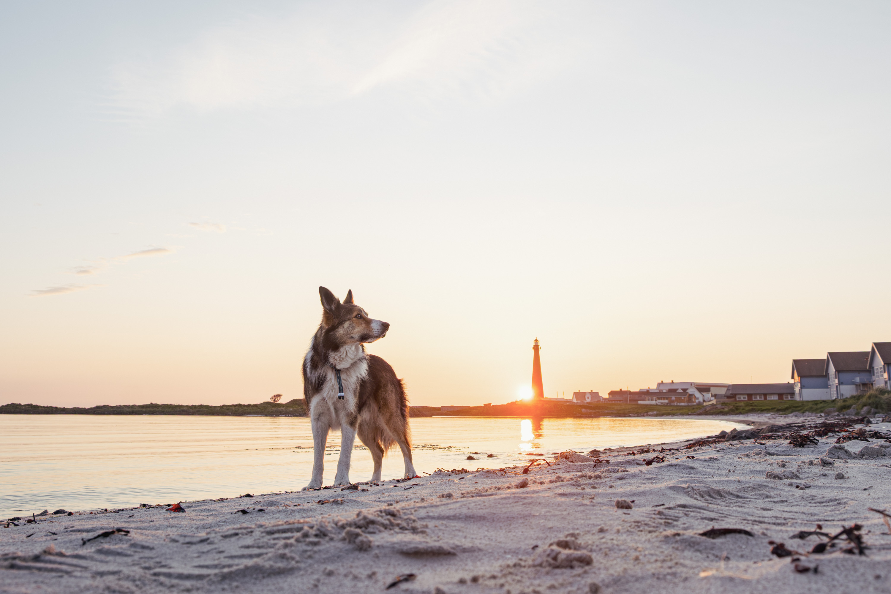 Dexter In The Midnight Sun